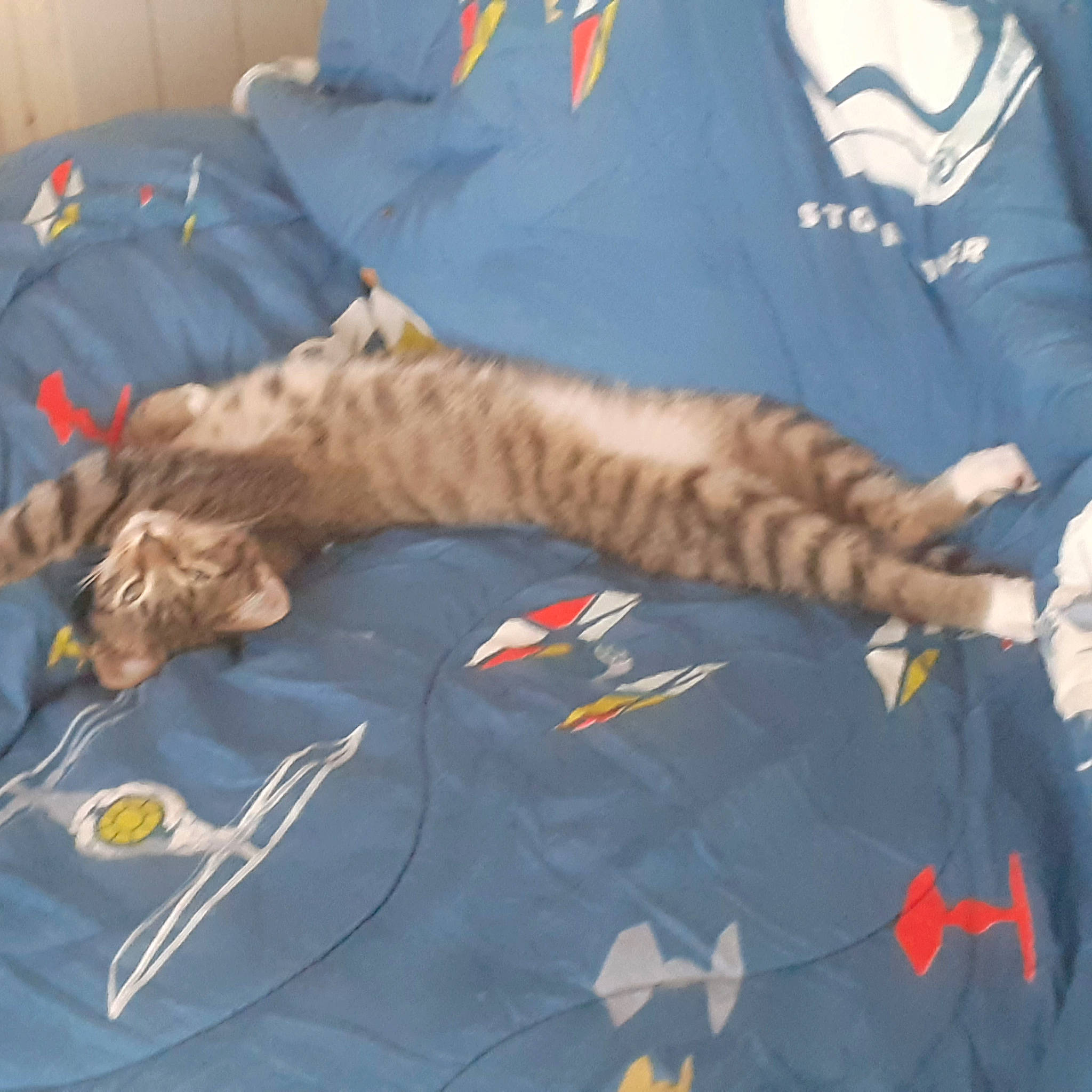 Chichi a rejoint le concours — aidez-le/la à gagner de superbes lots ! bed, carnivore, cat, claw, comfort, domestic_short_haired_cat, elbow, felidae, fur, gesture, linens, nap, sleeve, small_to_medium_sized_cats, sportswear, t_shirt, tail, textile, vertebrate, whiskers