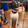 Stitch is registered to the contest to win money with this photo: animal, black_and_white, blurred_background, canine, colorful_bag, dog, domestic, flooring, furniture, happy, indoor, looking_sideways, metal_barrier, mouth_open, pet, playful, red_collar, sitting, tongue_out, wooden_floor