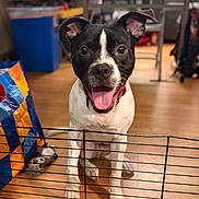 Stitch is registered to the contest to win money with this photo: bag, black_and_white, canine, chair, dog, domestic, floor, furniture, happy, home, indoor, pet, playful, sitting, smiling, table, tongue_out, toy, wire_barrier, wooden_floor