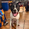bag, black_and_white, canine, chair, dog, domestic, floor, furniture, happy, home, indoor, pet, playful, sitting, smiling, table, tongue_out, toy, wire_barrier, wooden_floor
