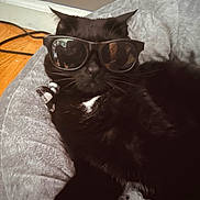 Kit is registered to the contest to win money with this photo: animal, animal_face, black_cat, black_fur, cat, cozy, cute, domestic, feline, glasses, home, indoor, pet_bed, reflection, relaxed, resting, soft_texture, sunglasses, whiskers, white_patch