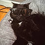 animal, animal_face, black_cat, black_fur, cat, cozy, cute, domestic, feline, glasses, home, indoor, pet_bed, reflection, relaxed, resting, soft_texture, sunglasses, whiskers, white_patch