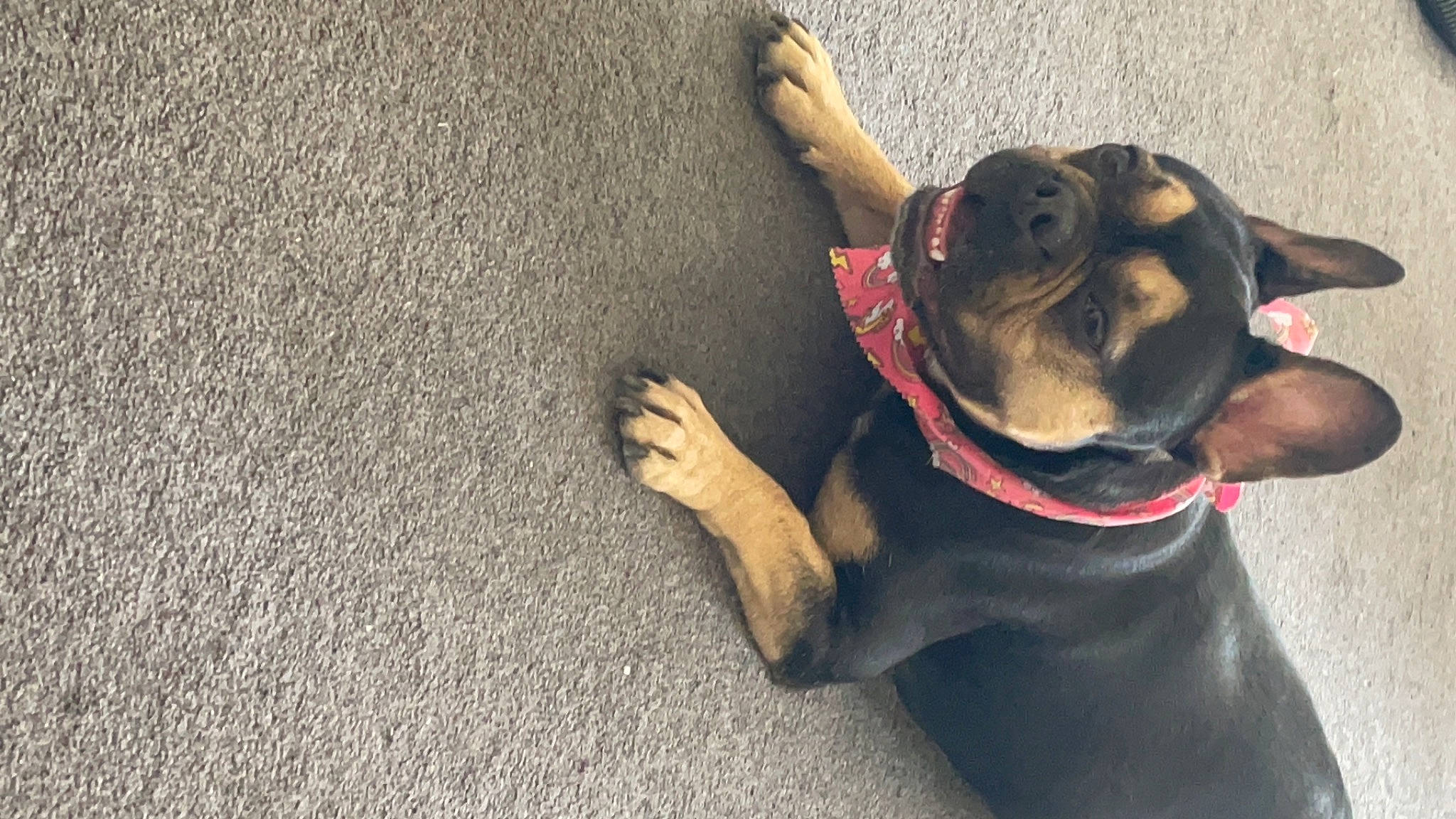 Belle is registered to the contest to win money with this photo: asphalt, canidae, carnivore, collar, companion_dog, concrete, dog, dog_breed, dog_collar, dog_supply, fawn, flooring, leash, pet_supply, road_surface, snout, sporting_group, tail, working_animal, wrinkle