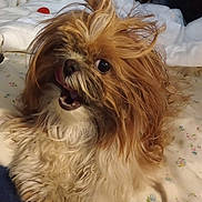 Pearl joined the competition — help win amazing prizes! animal, bed, blanket, brown, companion, cozy, cute, dog, domestic, expression, fluffy, fur, indoor, long_hair, lying_down, pet, portrait, small_dog, tongue_out, white