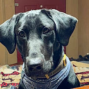 Rowdy joined the competition — help win amazing prizes! dog, black_dog, bandana, pet, animal, indoors, portrait, close_up, collar, cute, face, ears, fur, looking, domestic_animal, companion, house, home, brown_furniture, red_door