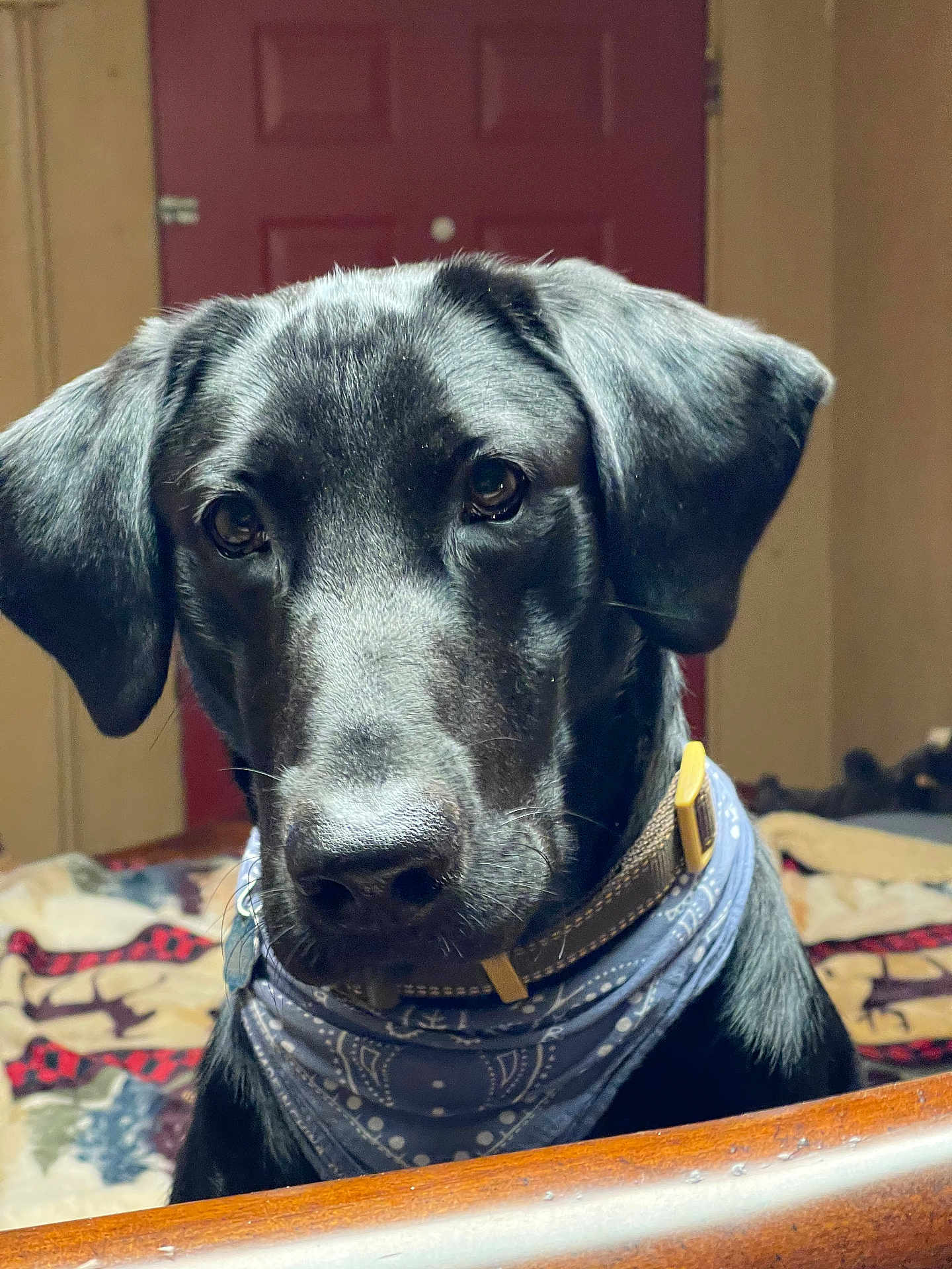 Rowdy joined the competition — help win amazing prizes! dog, black_dog, bandana, pet, animal, indoors, portrait, close_up, collar, cute, face, ears, fur, looking, domestic_animal, companion, house, home, brown_furniture, red_door