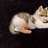 animal, blanket, blue_eyes, cat, closeup, cute, dark_background, fluffy, indoors, kitten, lying_down, orange_fur, paw, pet, playful, pointed_ears, stretched, tail, whiskers, white_fur