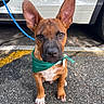 dog, puppy, bandana, ears, pavement, leash, vehicle, parking_lot, brown_fur, white_paws, outdoor, pet, canine, sitting, closeup, looking_at_camera, cute, animal, young_dog, adorable