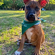 Breadcrumbs is registered to the contest to win money with this photo: dog, puppy, grass, outdoor, sunlight, greenery, bandana, pet, canine, nature, park, ears, sitting, animal, brown_fur, closeup, daylight, cute, young_animal, expression