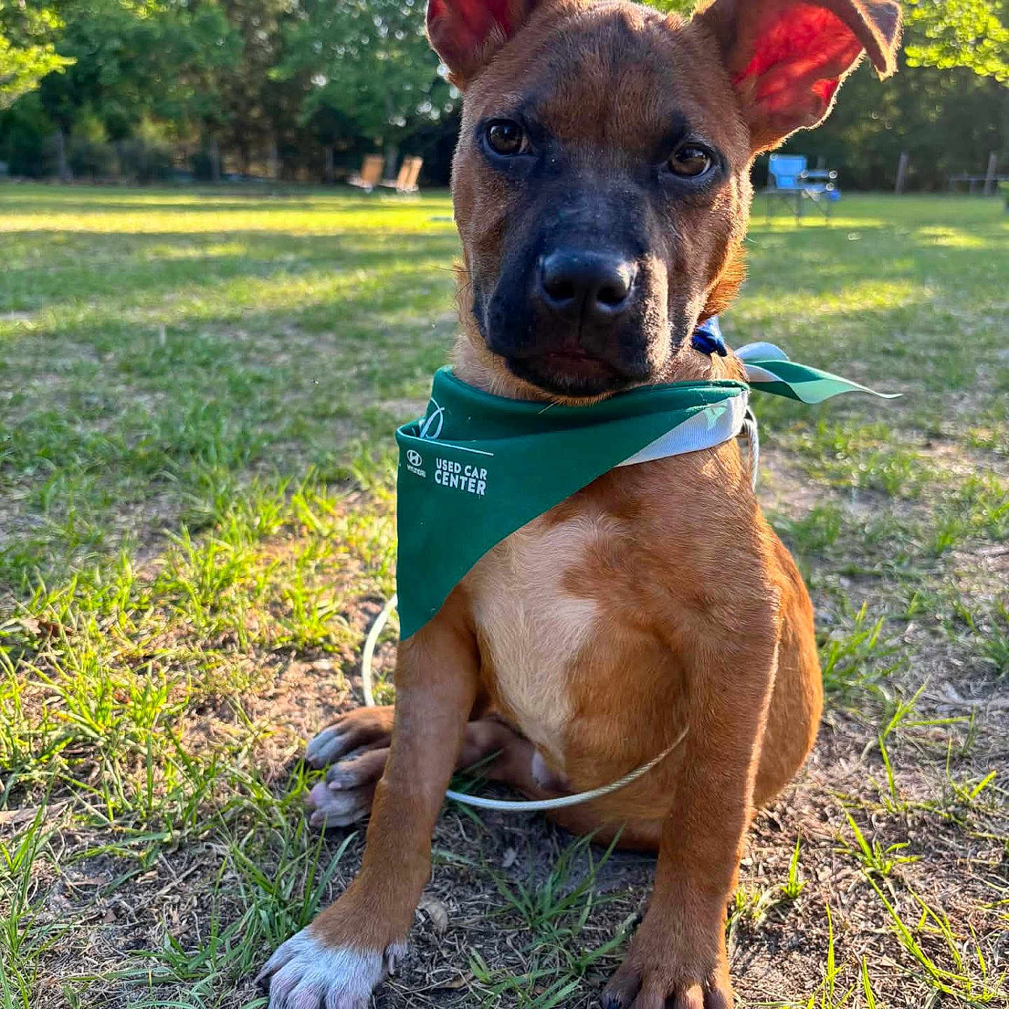 Breadcrumbs is registered to the contest to win money with this photo: dog, puppy, grass, outdoor, sunlight, greenery, bandana, pet, canine, nature, park, ears, sitting, animal, brown_fur, closeup, daylight, cute, young_animal, expression