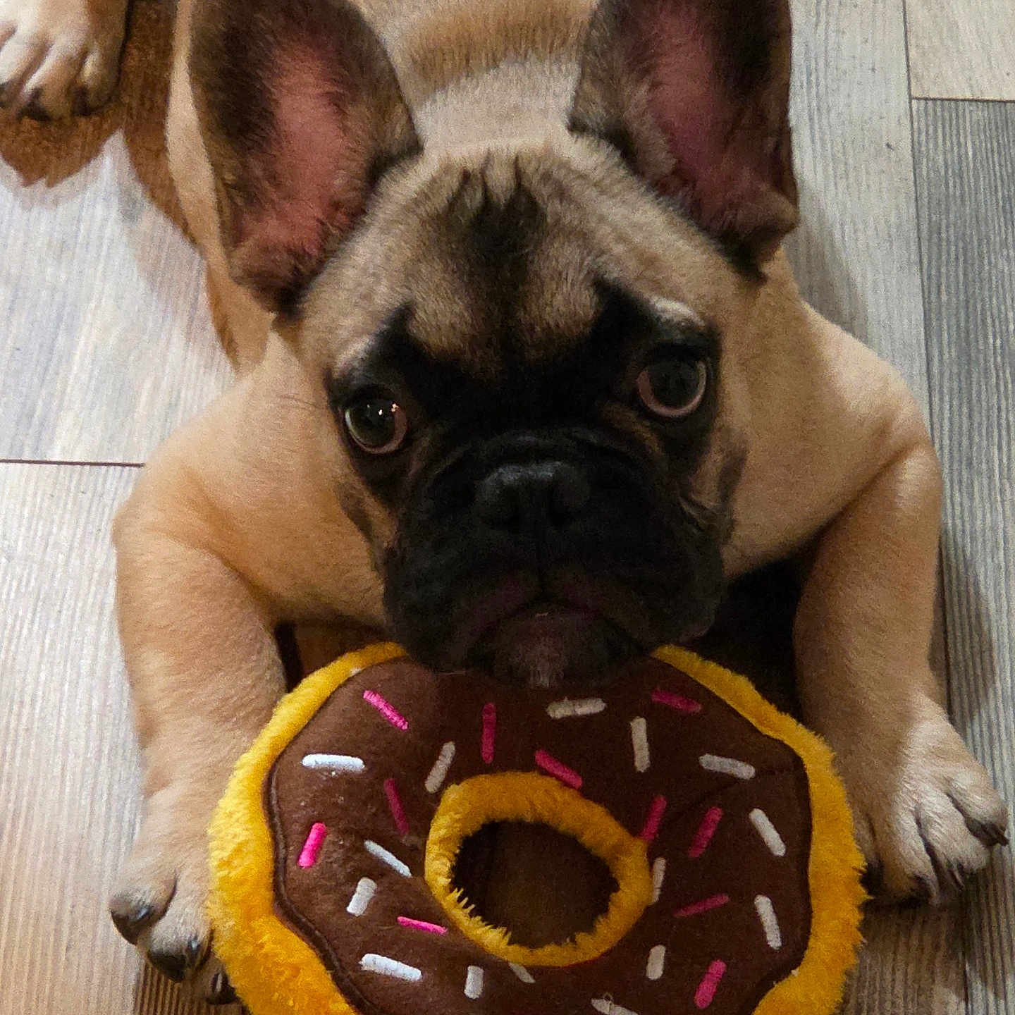 Auggie The Great is registered to the contest to win money with this photo: animal, black, brown, close_up, cute, dog, donut, ears, floor, french_bulldog, indoor, lying_down, pet, pink, playful, plush, puppy, toy, white, wooden_floor