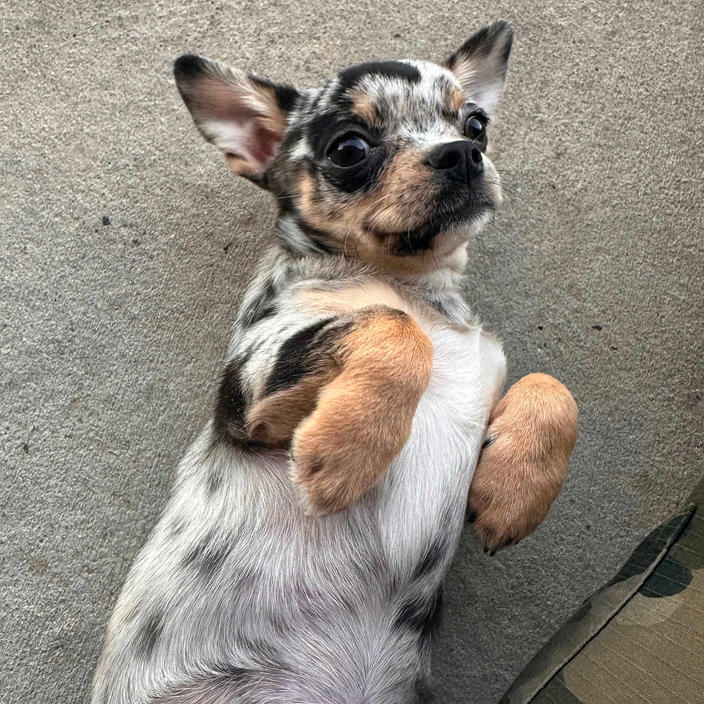 Boston joined the competition — help win amazing prizes! animal, ball, bostonbull, boxer, bulldog, canine, chihuahua, cockerspaniel, dog, frenchbulldog, hound, papillon, person, pet, puppy, rock, sleeping, sport, tennis, tennisball