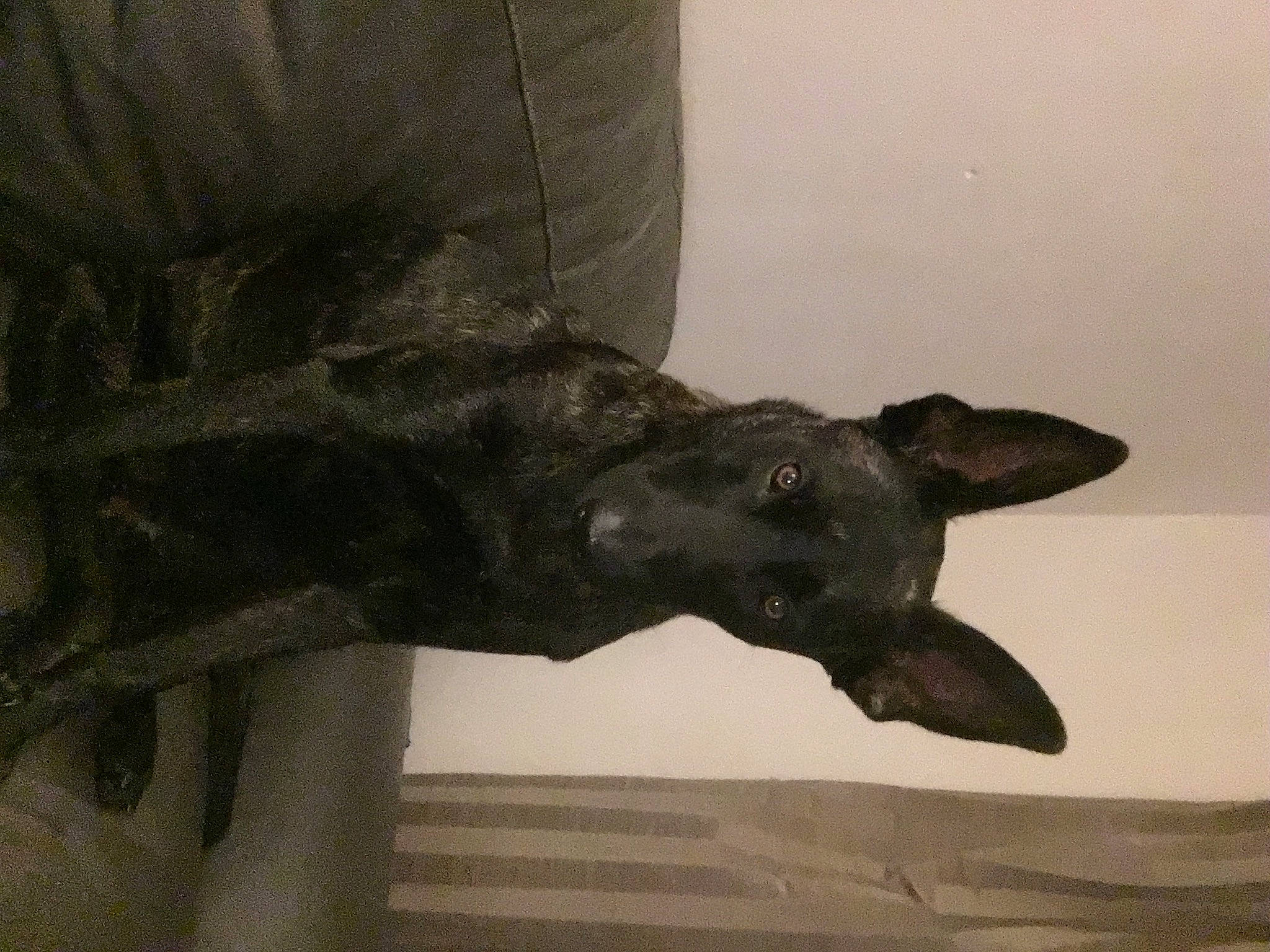 Billie joined the competition — help win amazing prizes! art, canidae, carnivore, dog, dog_breed, fawn, felidae, gesture, grey, head, jaw, monument, sculpture, snout, sporting_group, statue, tail, terrestrial_animal, whiskers, working_animal