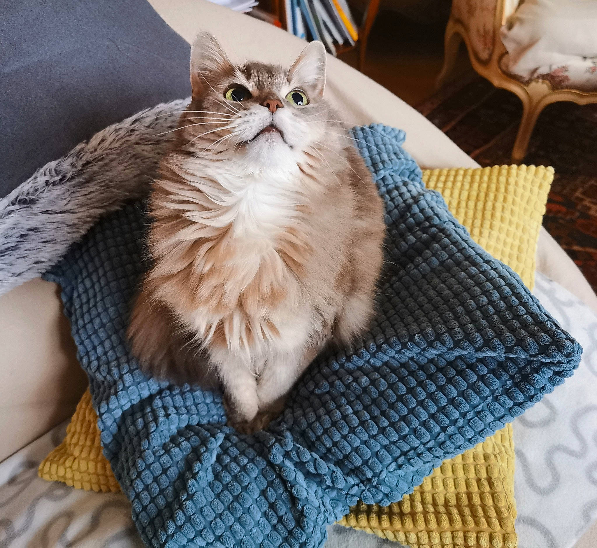 Cyan