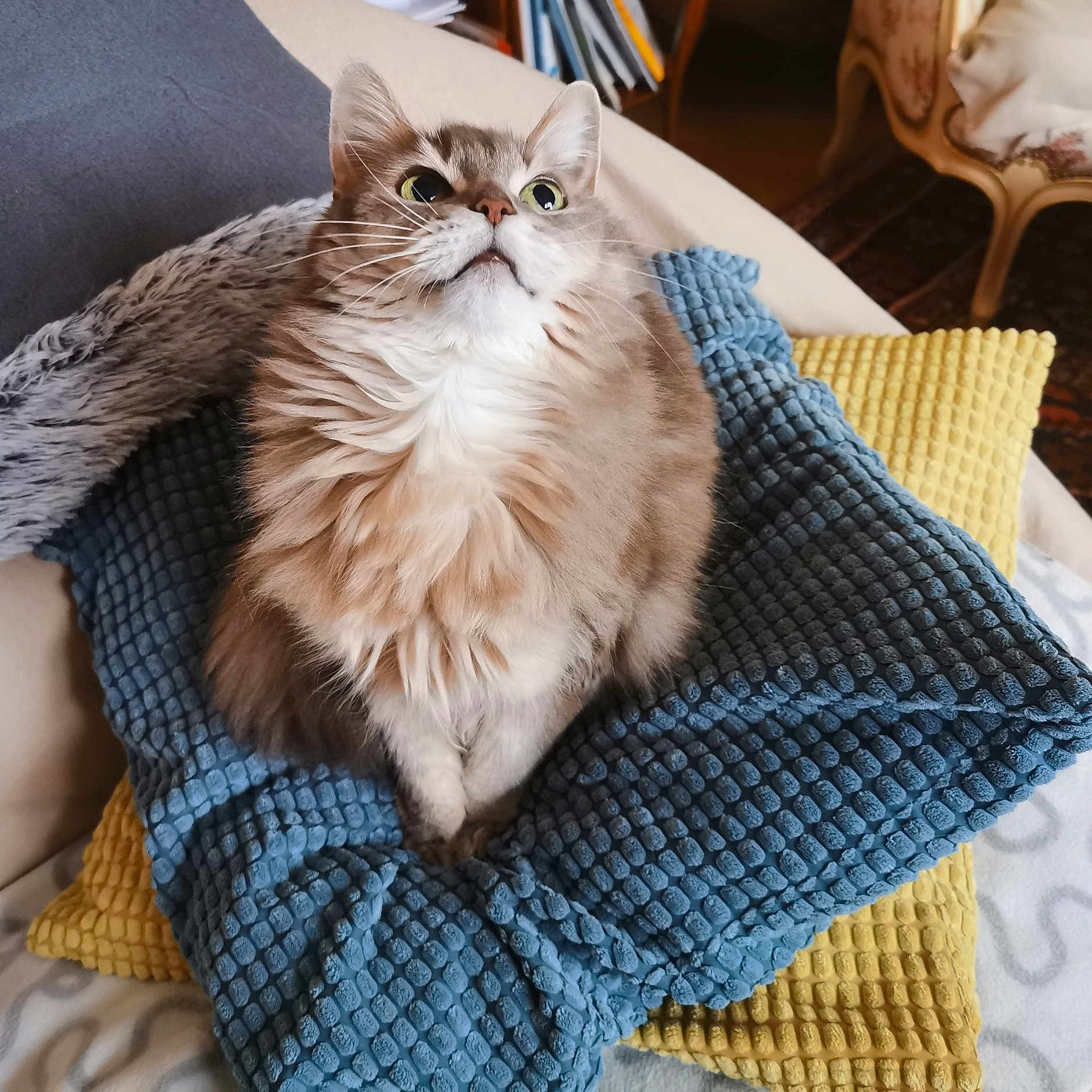 Cyan
