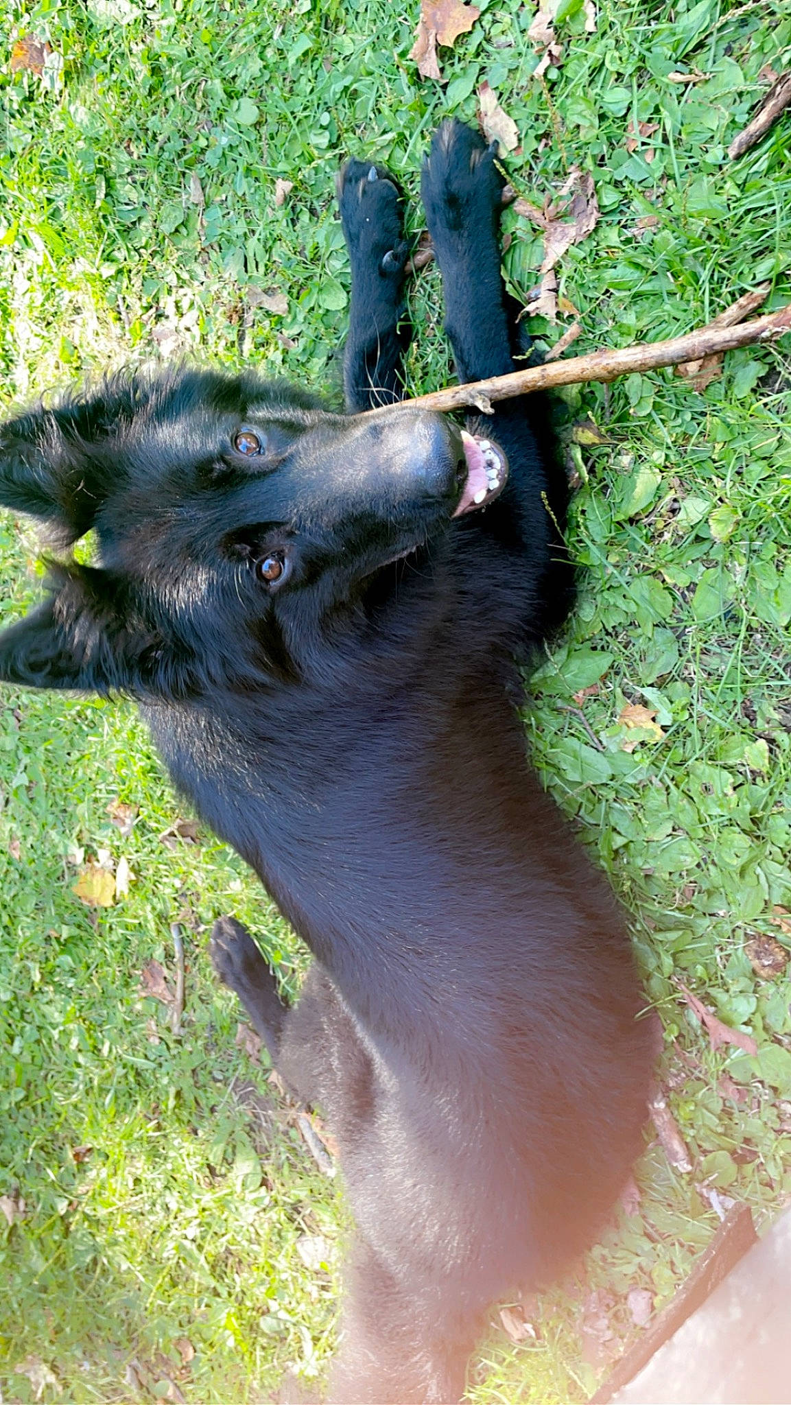 Treecko joined the competition — help win amazing prizes! big_cats, botany, canidae, carnivore, companion_dog, dog, dog_breed, fawn, felidae, fur, grass, marsupial, plant, small_to_medium_sized_cats, snout, sporting_group, tail, terrestrial_animal, whiskers, working_animal