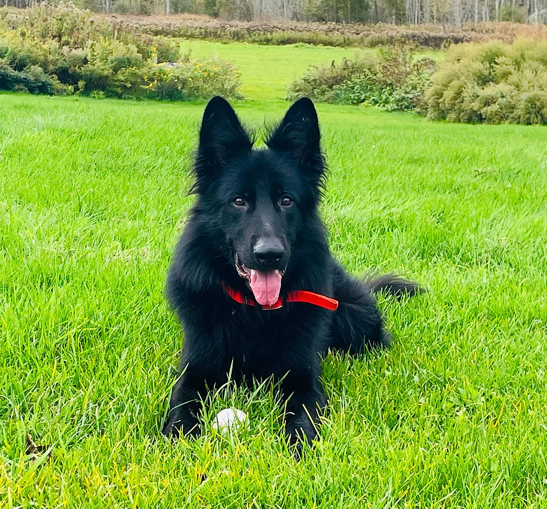 Treecko joined the competition — help win amazing prizes! black_norwegian_elkhound, canidae, carnivore, companion_dog, croatian_sheepdog, dog, dog_breed, dog_supply, grass, grassland, groundcover, guard_dog, herding_dog, king_shepherd, non_sporting_group, plant, sporting_group, tree, working_animal, working_dog