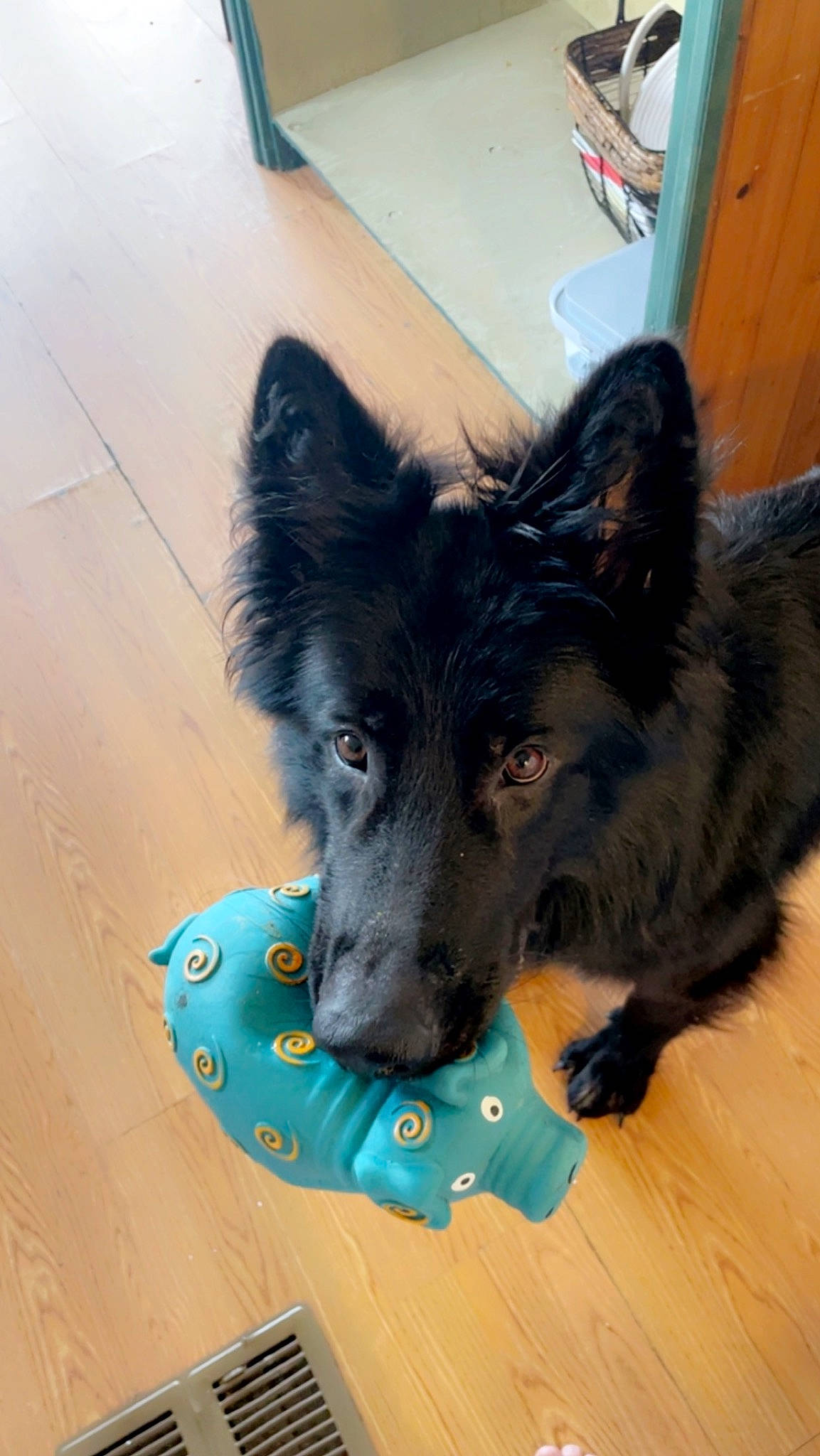 Treecko is registered to the contest to win money with this photo: canidae, carnivore, companion_dog, dog, dog_breed, dog_supply, electric_blue, flooring, fur, herding_dog, paw, puppy, snout, sporting_group, tail, whiskers, working_animal, working_dog