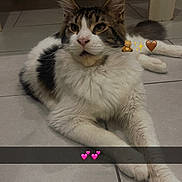 Aiko a rejoint le concours — aidez-le/la à gagner de superbes lots ! cat, pet, mammal, tabby, white_fur, long_hair, whiskers, paws, lying_down, tiled_floor, indoor, furniture_leg, background_people, sticker_emoji, pink_hearts, close_up, portrait, relaxed, curious, floor