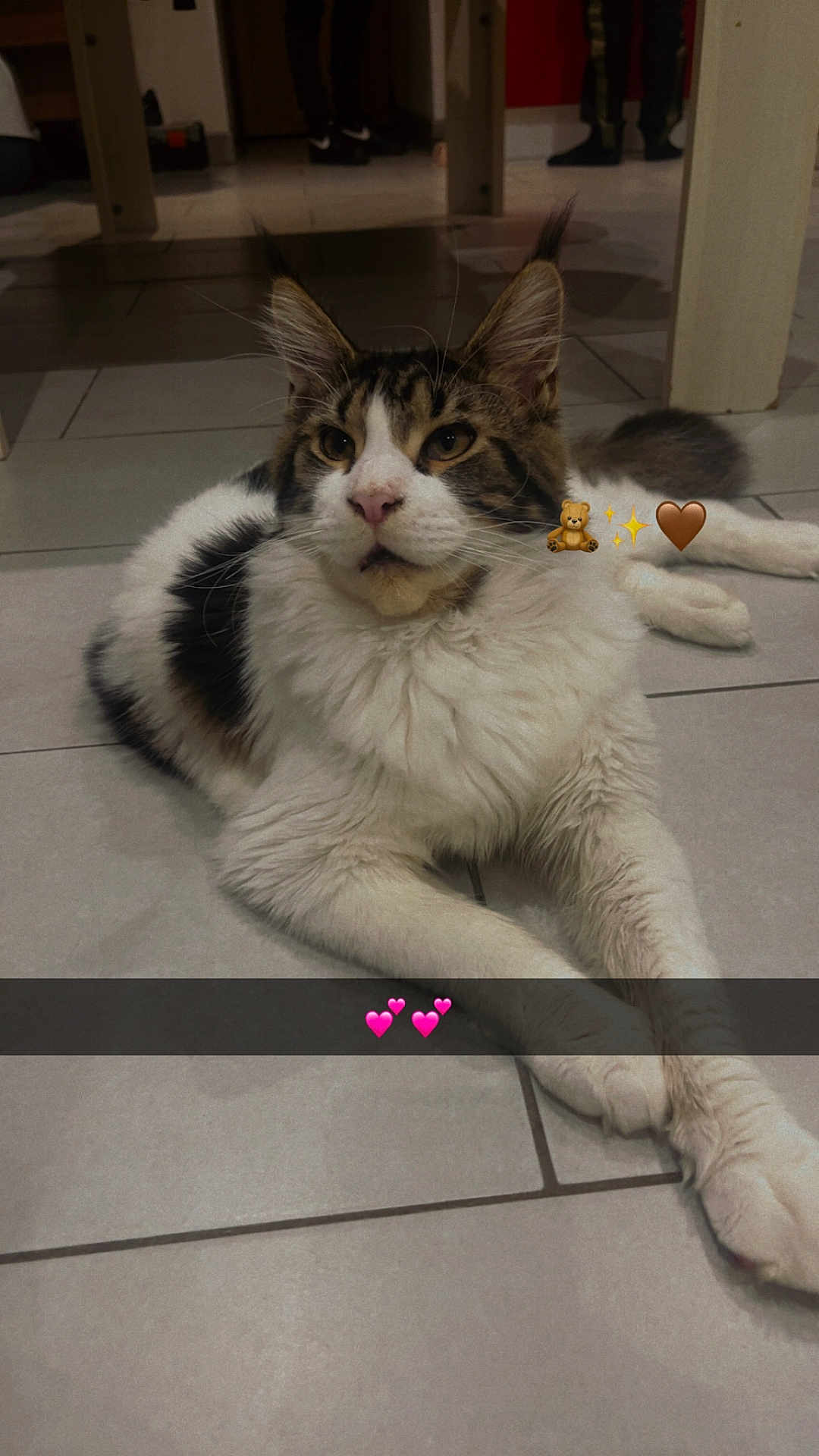 Aiko a rejoint le concours — aidez-le/la à gagner de superbes lots ! cat, pet, mammal, tabby, white_fur, long_hair, whiskers, paws, lying_down, tiled_floor, indoor, furniture_leg, background_people, sticker_emoji, pink_hearts, close_up, portrait, relaxed, curious, floor
