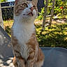 cat, ginger_cat, white_fur, outdoor, garden, chair, pet, animal, curious, cute, feline, whiskers, sunlight, sitting, looking_up, nature, greenery, daylight, domestic_cat, closeup