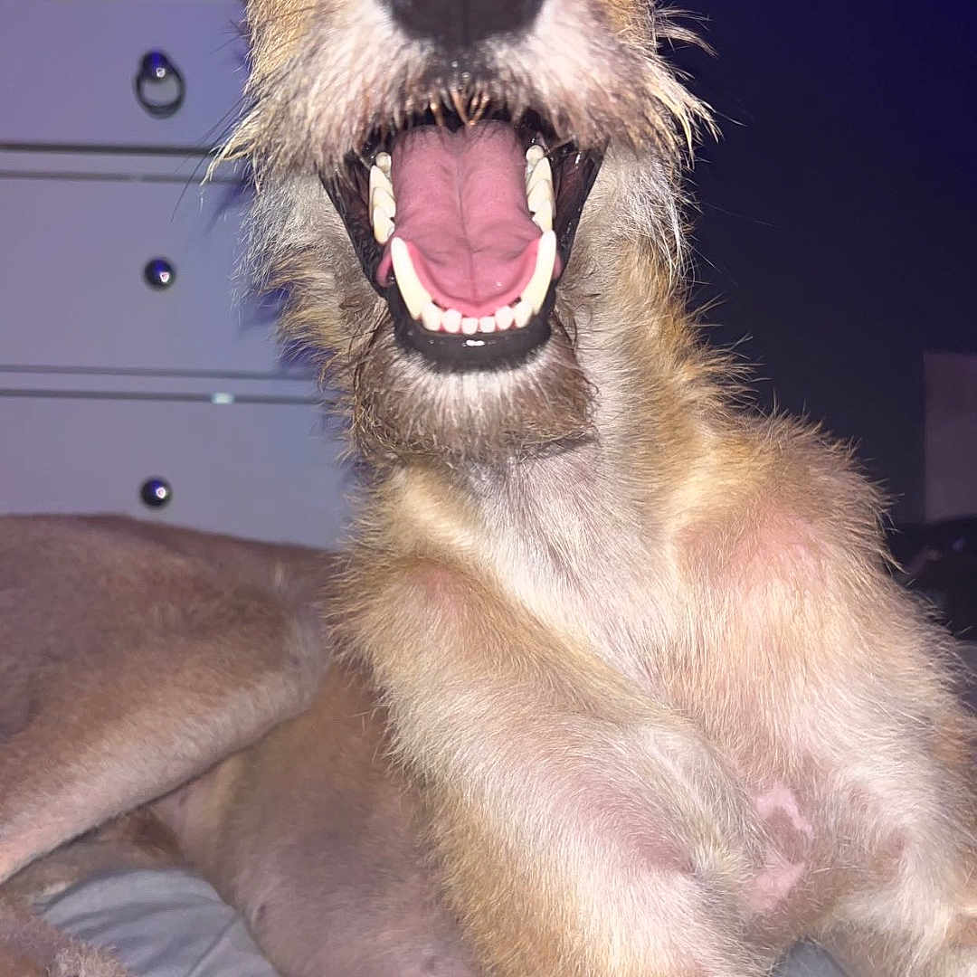 Sir Bones joined the competition — help win amazing prizes! animal, ball, bodypart, canine, dog, furniture, goldenretriever, hound, husky, indoors, mouth, person, pet, puppy, sport, teeth, tennis, tennisball, terrier, whitedog
