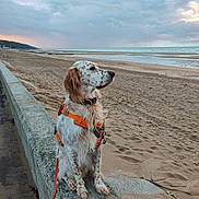 Flamingo a rejoint le concours — aidez-le/la à gagner de superbes lots ! animal, beach, calm, cloudy, coast, concrete, dog, harness, landscape, leash, nature, outdoor, pet, sand, scenic, sea, shore, sky, sunset, water