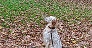 Flamingo a rejoint le concours — aidez-le/la à gagner de superbes lots ! autumn, bench, brown, calm, canine, daytime, dog, fallen_leaves, forest_edge, grass, leaf_litter, leash, nature, outdoor, park, pet, sitting, spotted, tree, white