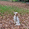 autumn, bench, brown, calm, canine, daytime, dog, fallen_leaves, forest_edge, grass, leaf_litter, leash, nature, outdoor, park, pet, sitting, spotted, tree, white