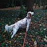 Flamingo participe au concours pour gagner de l'argent avec cette photo : animal, autumn, brown, canine, dog, flora, forest, ground, ivy, leaf_litter, leash, leaves, nature, outdoor, pet, plant, tree, tree_trunk, walking, white