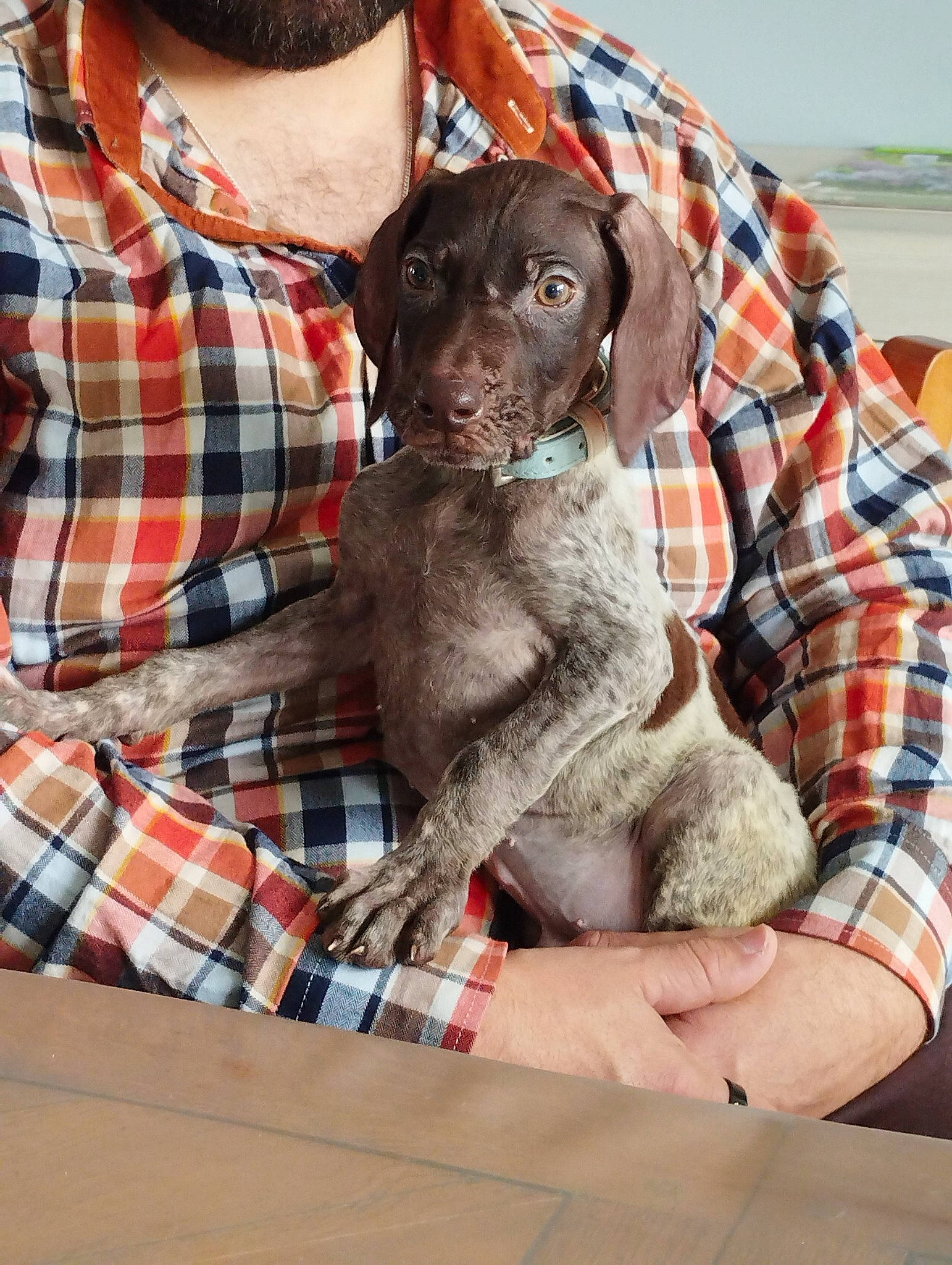 Touko participe au concours pour gagner de l'argent avec cette photo : beard, carnivore, collar, comfort, companion_dog, dog, dog_breed, dress_shirt, fawn, fur, grey, liver, pattern, plaid, sleeve, snout, sporting_group, tartan, working_animal