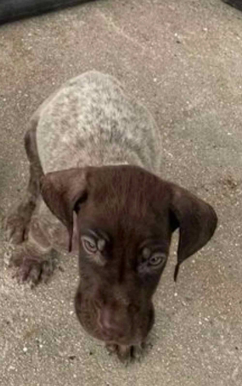 Touko participe au concours pour gagner de l'argent avec cette photo : canidae, carnivore, companion_dog, dog, dog_breed, dog_collar, fawn, fur, guard_dog, gun_dog, liver, plant, snout, soil, sporting_group, street_dog, terrestrial_animal, whiskers, wildlife, working_animal