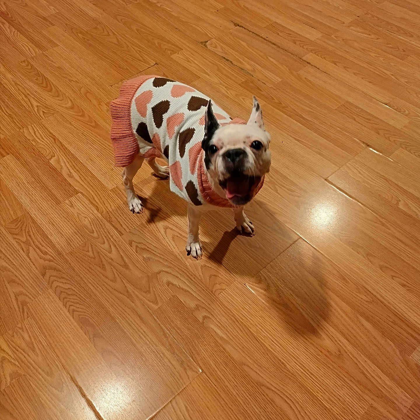 Geysha is registered to the contest to win money with this photo: animal, brown, cozy, cute, dog, ears_up, flooring, happy, heart_pattern, indoor, looking_up, pet, shadow, short_hair, small_dog, standing, sweater, tongue_out, wearing_clothes, wooden_floor