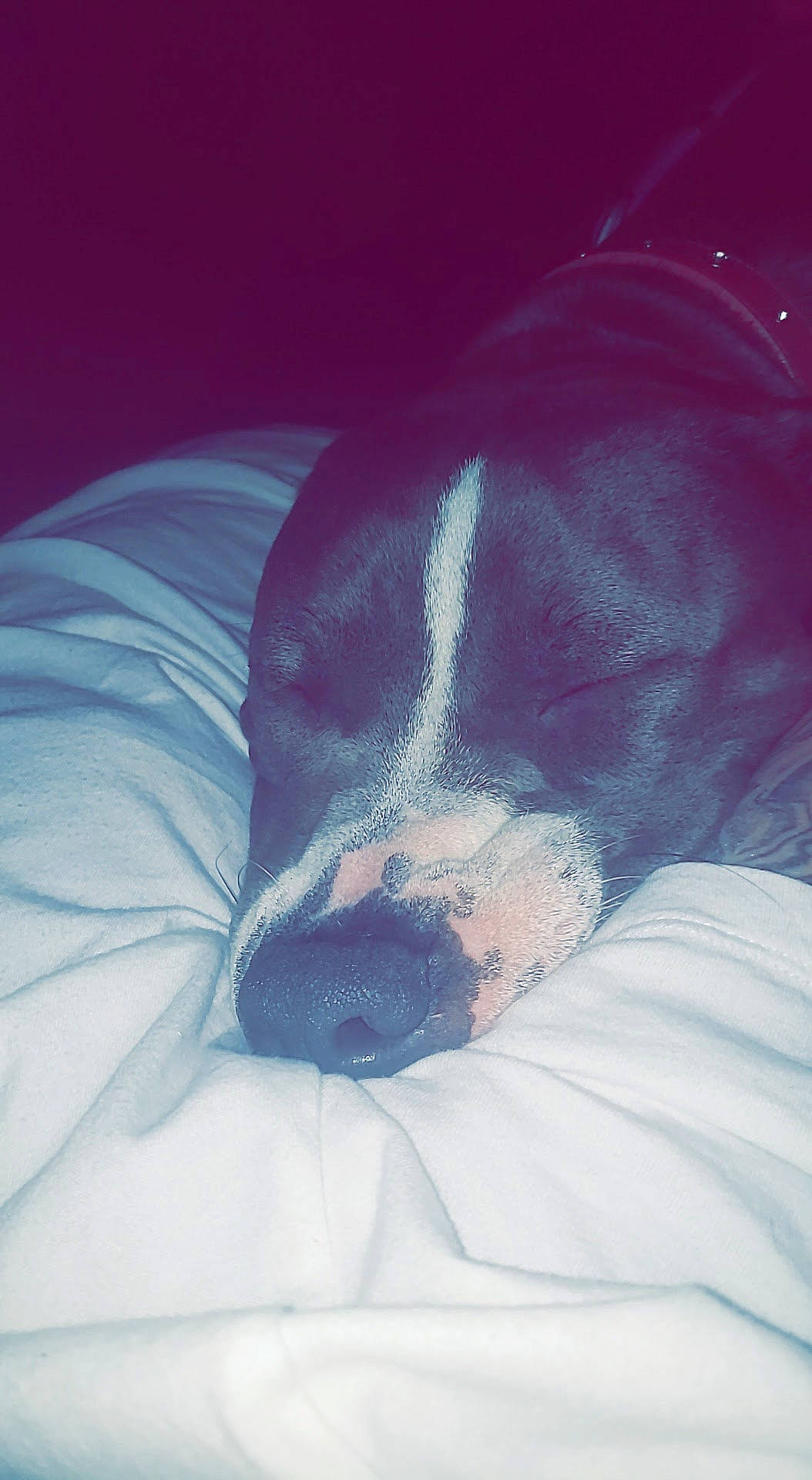 Gouda joined the competition — help win amazing prizes! canidae, carnivore, cloud, comfort, companion_dog, dog, dog_breed, electric_blue, fur, mammal, nap, non_sporting_group, paw, sleep, snout, sporting_group, terrestrial_animal, tints_and_shades, whiskers, working_animal