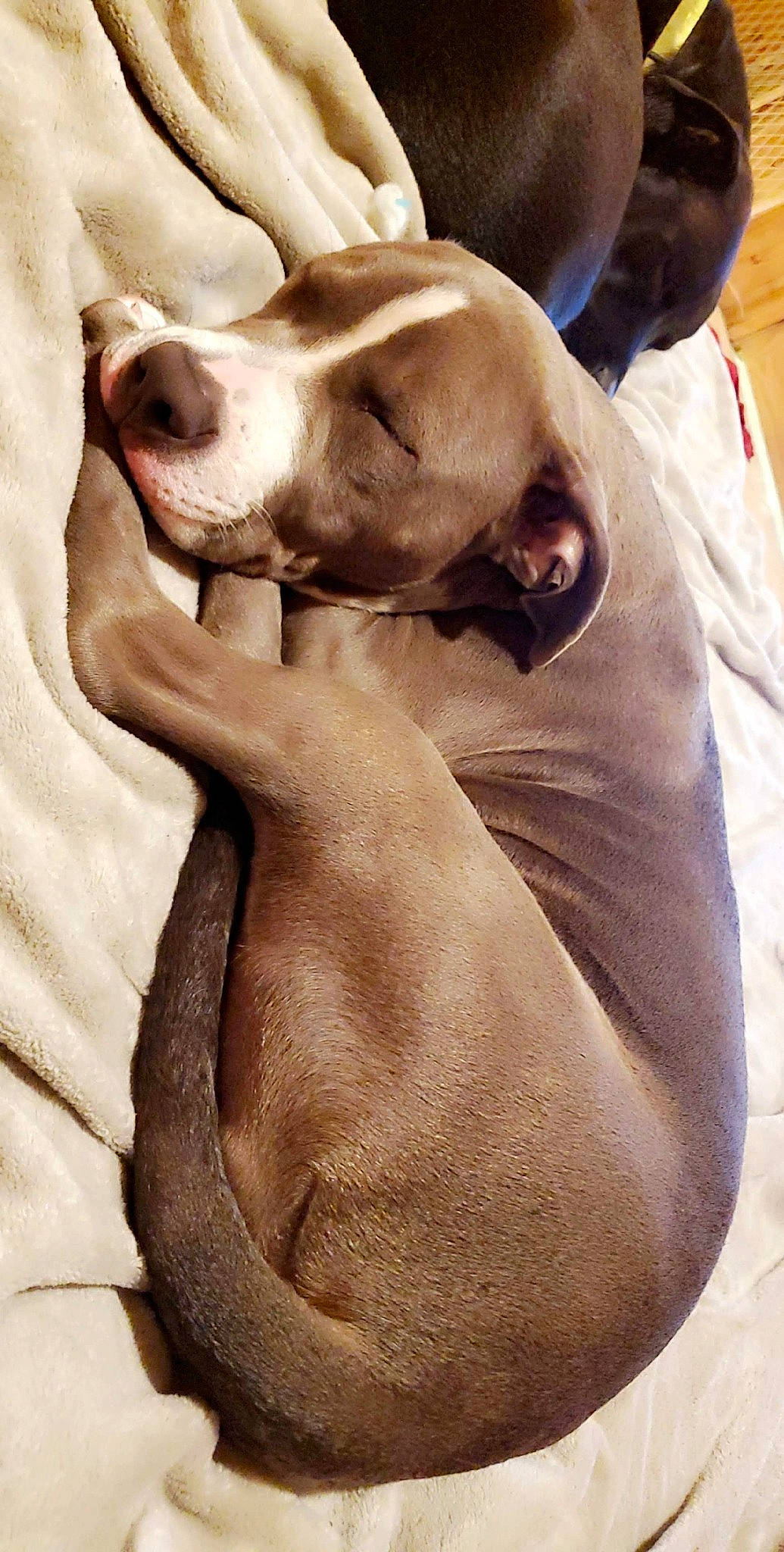 Gouda is registered to the contest to win money with this photo: canidae, carnivore, comfort, companion_dog, dog, dog_breed, ear, fawn, fur, gesture, liver, nap, non_sporting_group, paw, puppy_love, snout, sporting_group, whiskers, working_animal, wrinkle