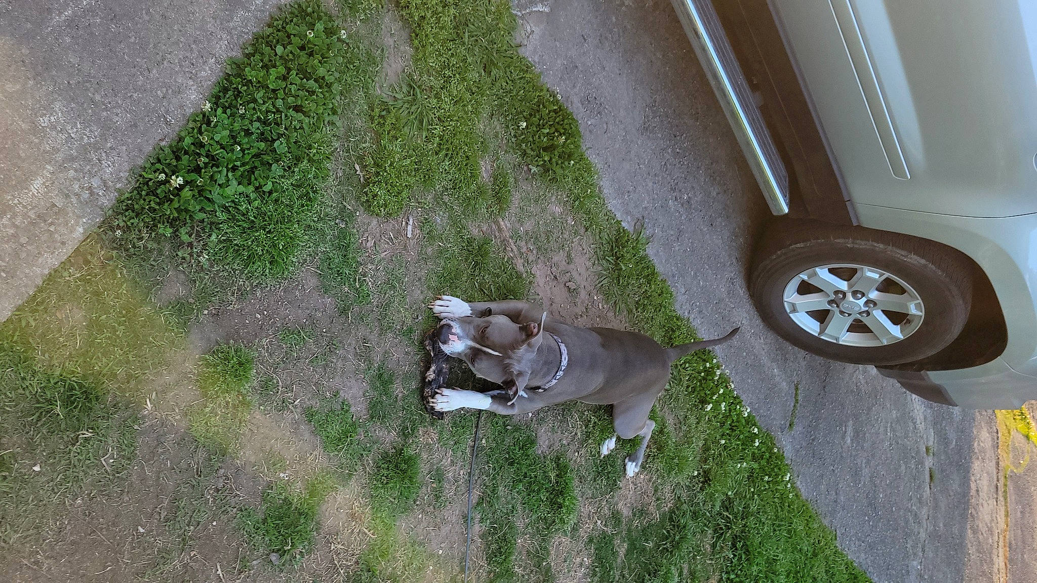 Gouda is registered to the contest to win money with this photo: alloy_wheel, asphalt, automotive_tire, car, carnivore, dog, dog_breed, fawn, fender, grass, hubcap, plant, road_surface, sidewalk, synthetic_rubber, tire, tread, vehicle, vehicle_door, wheel