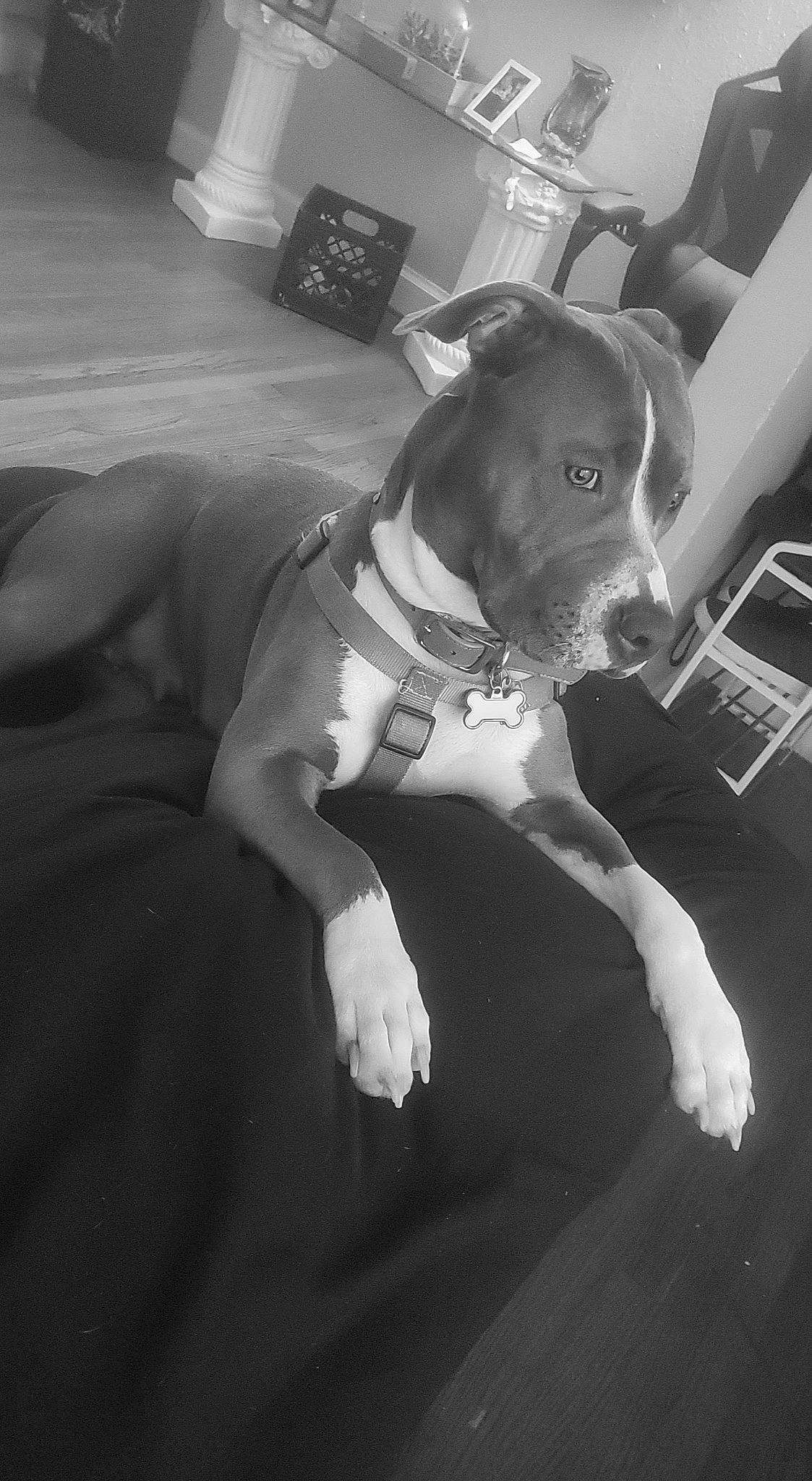 Gouda joined the competition — help win amazing prizes! black_and_white, carnivore, comfort, companion_dog, couch, dog, dog_breed, elbow, fawn, flash_photography, flooring, furniture, grey, human_body, human_leg, knee, snout, style, thigh, trunk