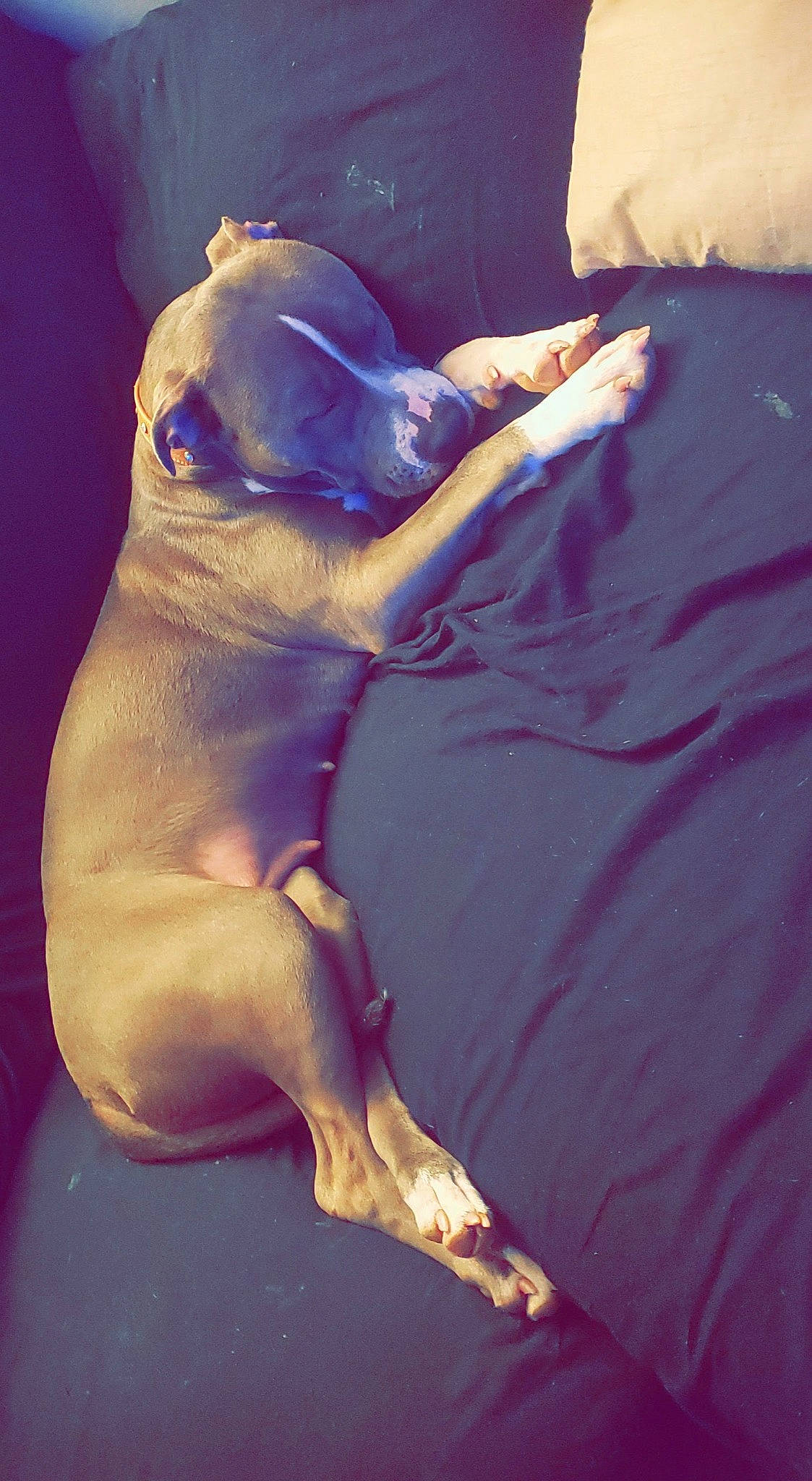 Gouda joined the competition — help win amazing prizes! abdomen, barefoot, carnivore, comfort, companion_dog, dog, dog_breed, dress, fawn, felidae, foot, fur, hand, human_leg, knee, sporting_group, toy_dog, trunk, whiskers, wrinkle