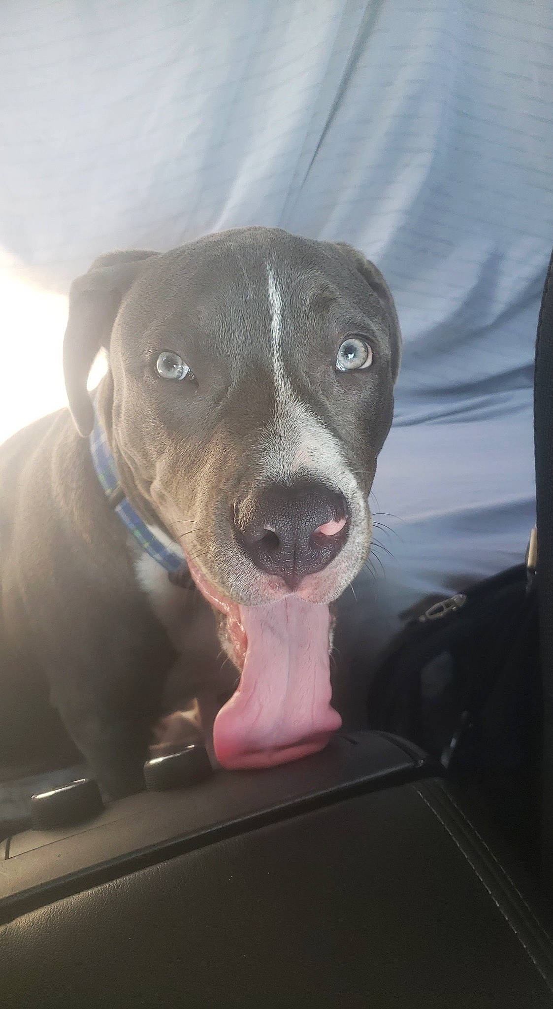 Ritz joined the competition — help win amazing prizes! borador, canidae, carnivore, collar, companion_dog, dog, dog_breed, dog_collar, fawn, guard_dog, gun_dog, liver, pointer, pointing_breed, puppy, snout, sporting_group, weimaraner, whiskers, working_animal