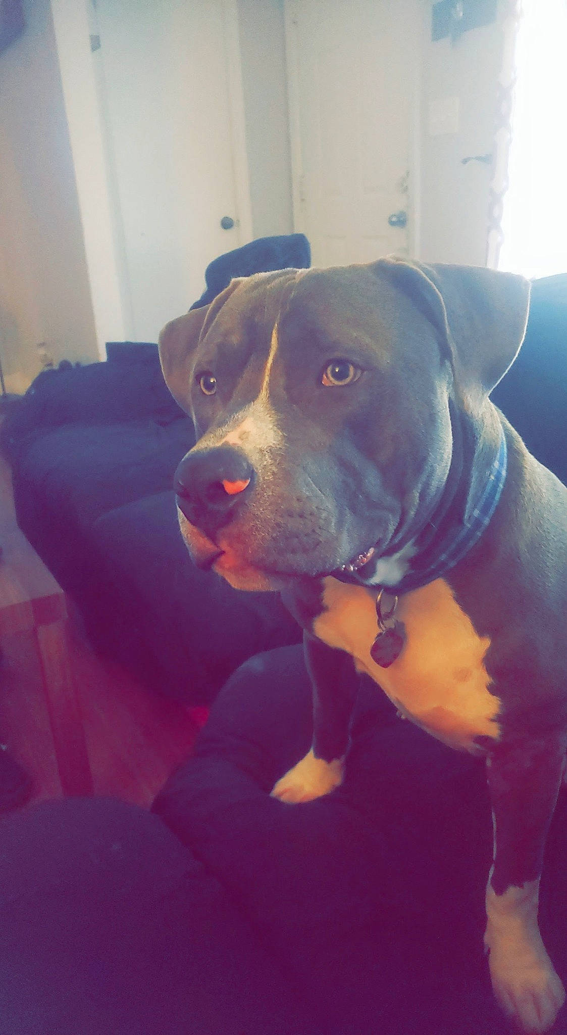 Ritz joined the competition — help win amazing prizes! canidae, carnivore, collar, companion_dog, dog, dog_breed, dog_collar, electric_blue, fawn, guard_dog, leash, mammal, personal_protective_equipment, selfie, snout, sporting_group, vertebrate, whiskers, working_animal, working_dog