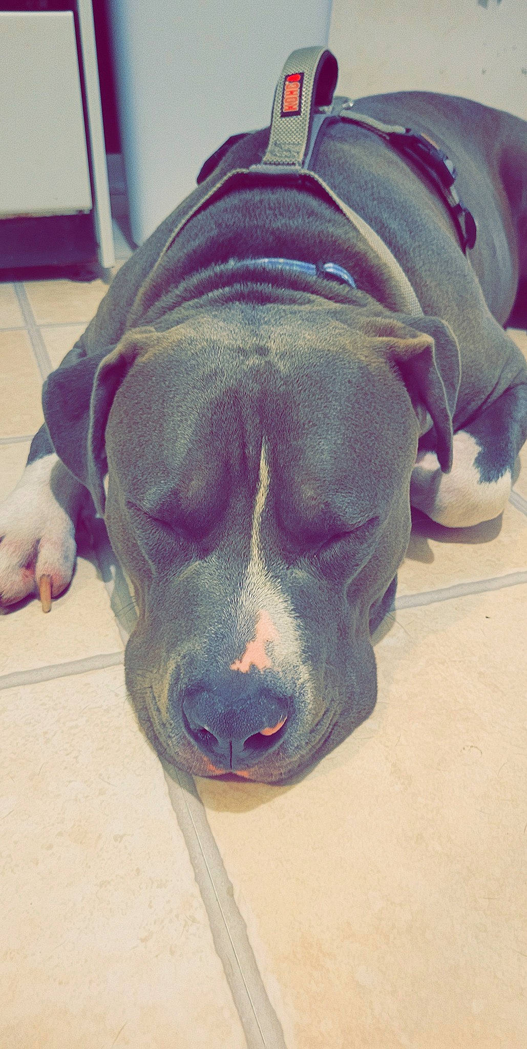 Ritz joined the competition — help win amazing prizes! art, canidae, carnivore, comfort, companion_dog, dog, dog_breed, fawn, flesh, flooring, fur, grey, head, jaw, snout, sporting_group, terrestrial_animal, visual_arts, working_animal, wrinkle