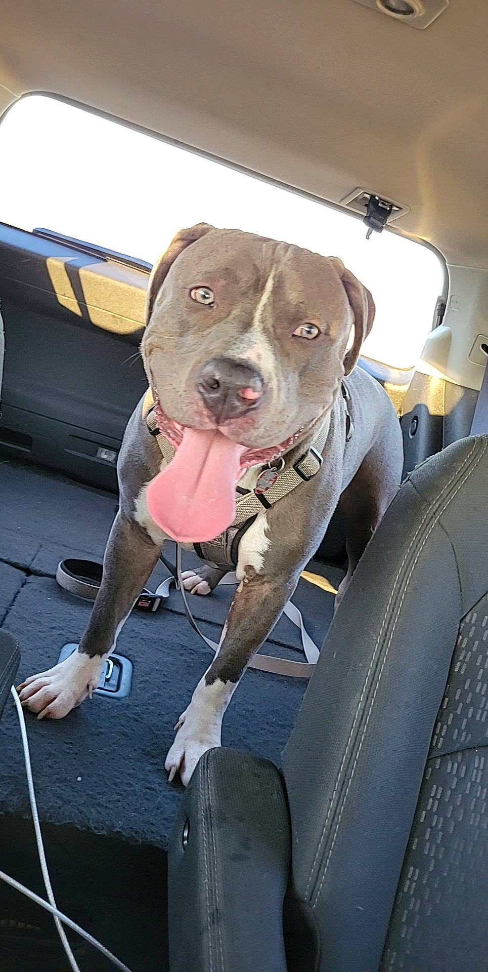 Ritz is registered to the contest to win money with this photo: auto_part, automotive_exterior, canidae, car, car_seat, carnivore, collar, companion_dog, dog, dog_breed, dog_collar, family_car, fawn, motor_vehicle, snout, sporting_group, vehicle, vehicle_door, window, working_animal