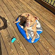 Greta joined the competition — help win amazing prizes! backyard, brown_dog, close_up, collar, cushion, dog, lounging, outdoor, paw, pet, planks, portrait, railing, relaxed, shadow, squeaky_toy, summertime, sunlight, toy, wooden_deck