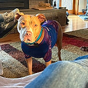 Greta is registered to the contest to win money with this photo: alert, brown_dog, carpet, casual, collar, dog, door, fireplace, furniture, indoor, jeans, light, living_room, person, pet, shirt, shoe, stone_wall, window, wood_floor