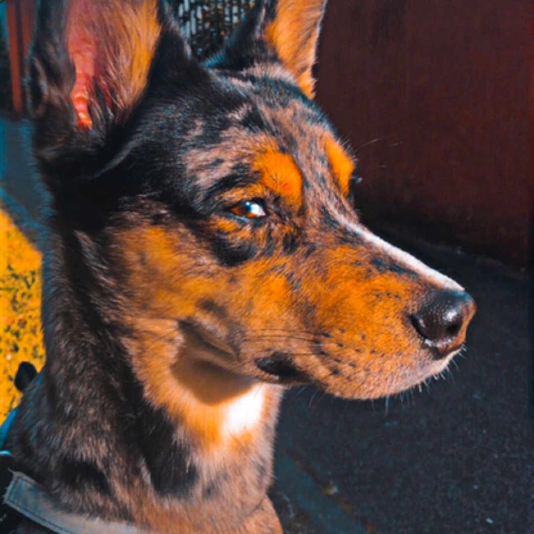Rasta participe au concours pour gagner de l'argent avec cette photo : accessories, animal, ball, canine, collar, dog, fence, germanshepherd, handrail, hound, husky, nature, outdoors, pet, puppy, snout, sport, strap, tennis, tennisball