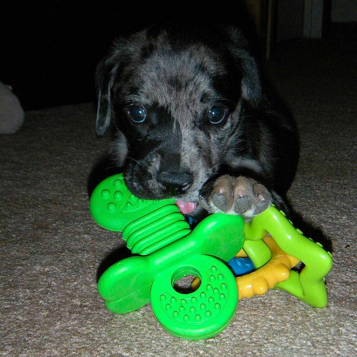 Moose is registered to the contest to win money with this photo: