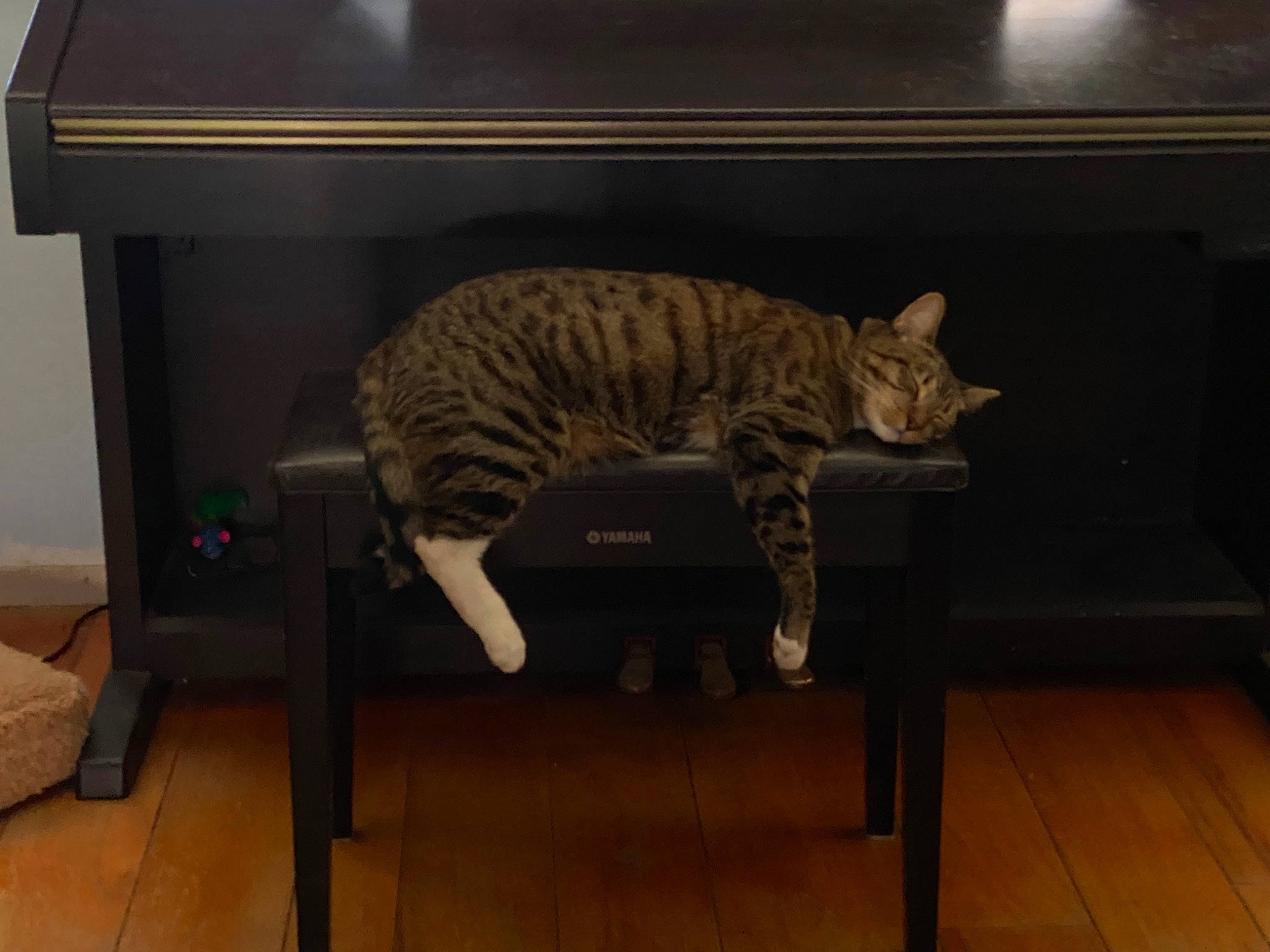 Bentley is registered to the contest to win money with this photo: carnivore, cat, domestic_short_haired_cat, felidae, floor, flooring, fur, hardwood, laminate_flooring, metal, plywood, room, small_to_medium_sized_cats, tail, terrestrial_animal, varnish, whiskers, wood, wood_flooring, wood_stain