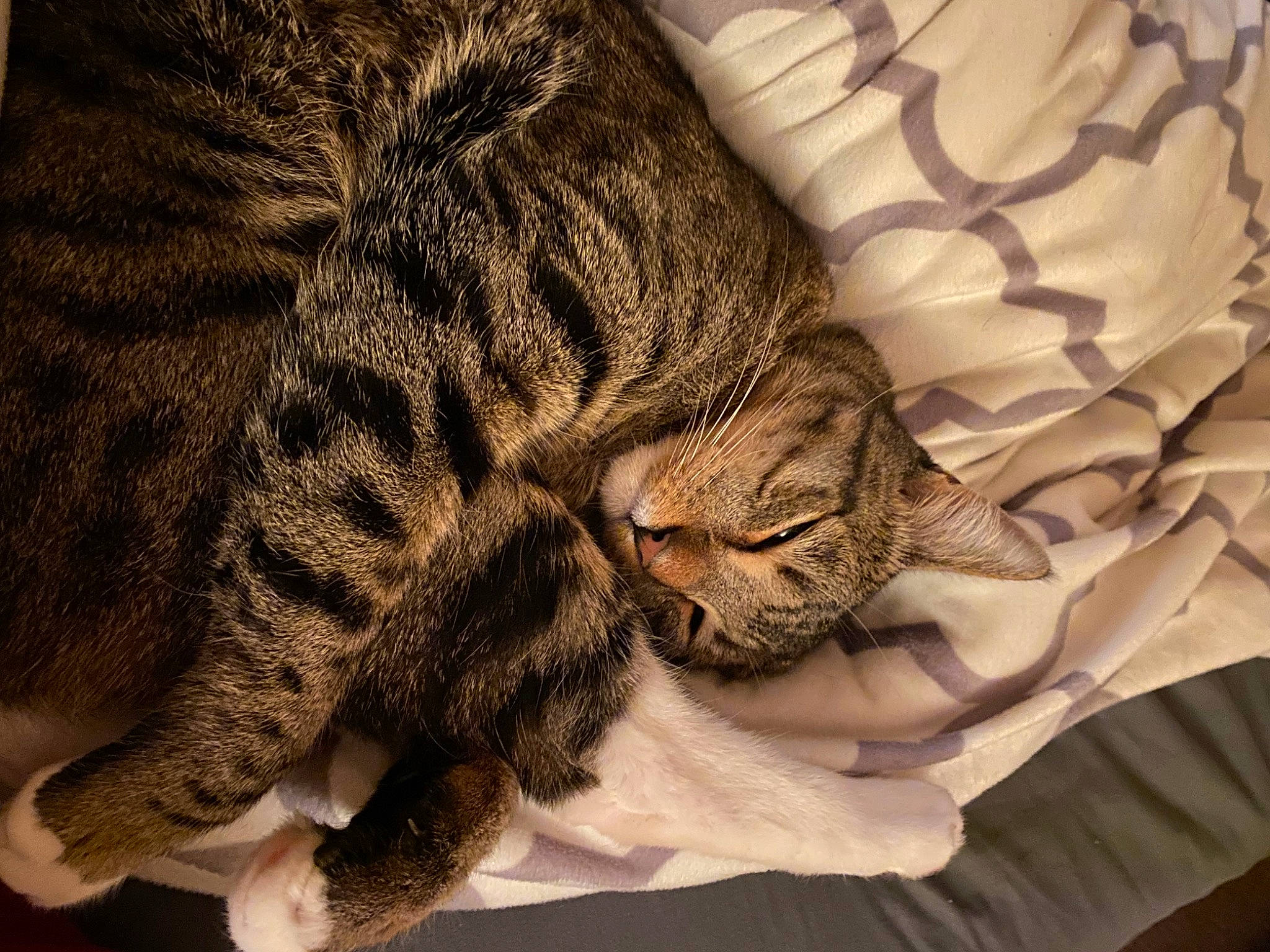 Bentley is registered to the contest to win money with this photo: brown, carnivore, cat, claw, close_up, comfort, domestic_short_haired_cat, ear, felidae, fur, grey, nap, pattern, paw, sleep, small_to_medium_sized_cats, snout, tail, terrestrial_animal, whiskers