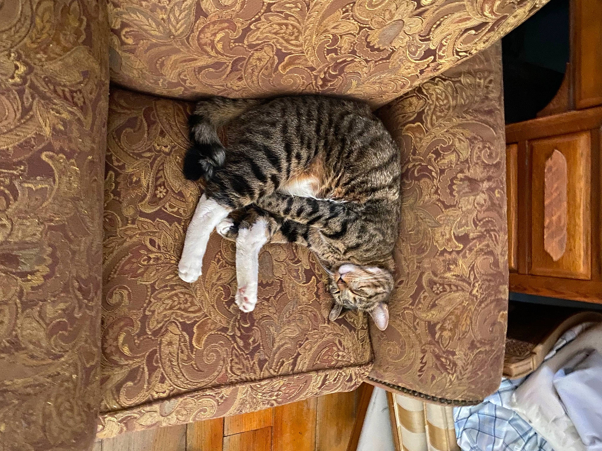 Bentley is registered to the contest to win money with this photo: carnivore, cat, cat_bed, cat_supply, comfort, domestic_short_haired_cat, fawn, felidae, flooring, fur, hardwood, pattern, room, small_to_medium_sized_cats, snout, tail, terrestrial_animal, tree, whiskers, wood