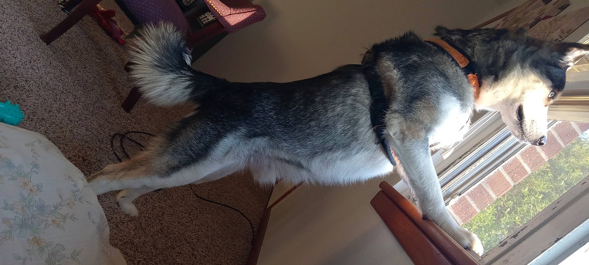 Apollo is registered to the contest to win money with this photo: ancient_dog_breeds, canidae, carnivore, collar, companion_dog, dog, dog_breed, domestic_short_haired_cat, felidae, fur, grey, small_to_medium_sized_cats, snout, sporting_group, tail, whiskers, working_animal, working_dog